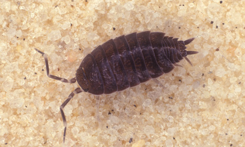 A sowbug, another non-insect arthropod that is often mistaken for the pillbug, Armadillidium vulgare (Latreille).