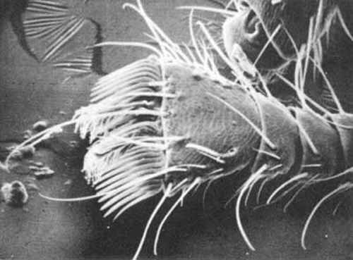A scanning electron microscope photograph of a dorsal view of a tarsus of the bee louse, Braula coeca Nitzsch, showing the comb-shaped row of spines, or claw, important in clinging to the branched hairs of the honey bee. 