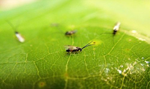 Cotesia congregata (Say) aggregating on the surface of a leaf. 