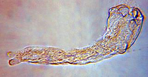 First instar larva of Trichopria columbiana (Ashmead).
