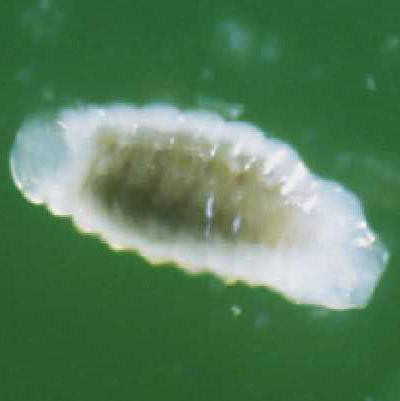 Second or third instar larva of Trichopria columbiana (Ashmead).