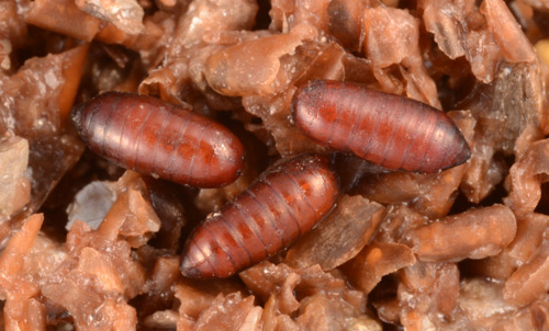Stable fly, Stomoxys calcitrans (L.), pupae.