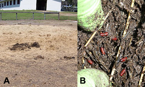 Rolled hay feeding sites are potential stable fly, Stomoxys calcitrans (L.), breeding sites (A) and close up of pupae in organic material (B).