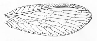 Forewing - Micromus posticus (Walker).