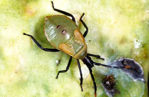 Nymph of Chelinidea vittiger aequoris McAtee, a cactus bug that feeds on prickly pear cacti, Opuntia spp. Feeding punctures result in circular discolored areas.