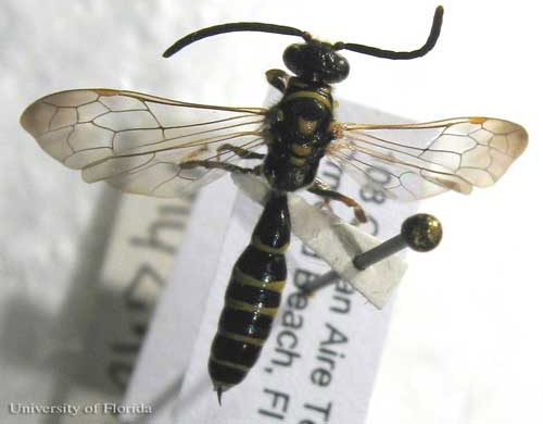 Dorsal view of an adult male Myzinum maculata Fabricius, a tiphiid wasp.