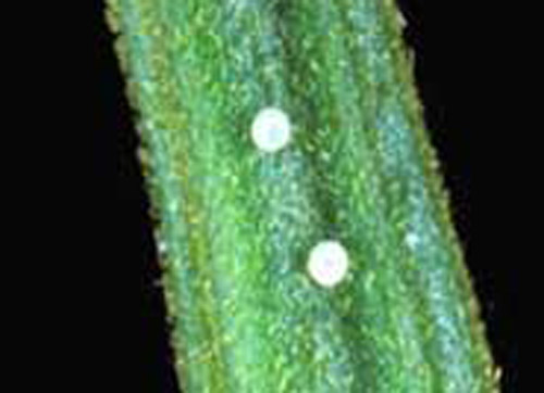 Eggs of the Miami blue butterfly