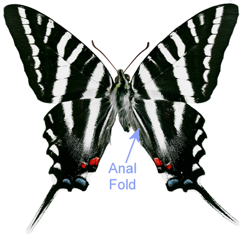 Male zebra swallowtail, Protographium marcellus (Cramer) showing anal fold.