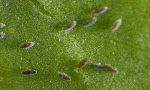 Eggs of the cloudywinged whitefly, Singhiella citrifolii (Morgan).