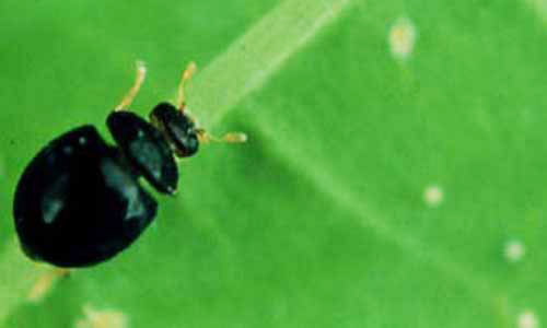 Adult coccinellid predator of whitefly nymphs, Delphastus catalinae. 