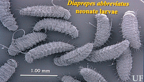 Larvae of the diaprepes root weevil