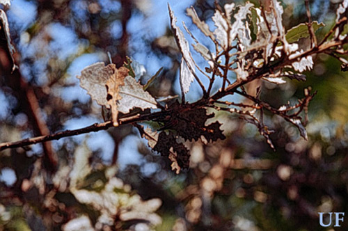Adult diaprepes root weevil