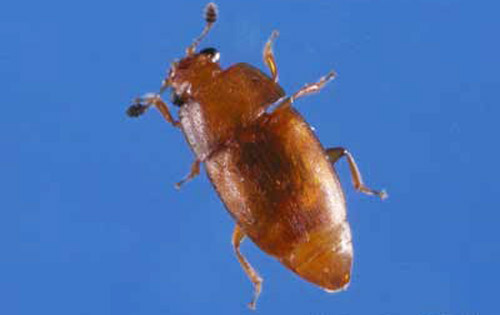 A yellowbrown sap beetle, Epunaea luteolus (Erichson), collected on strawberry.