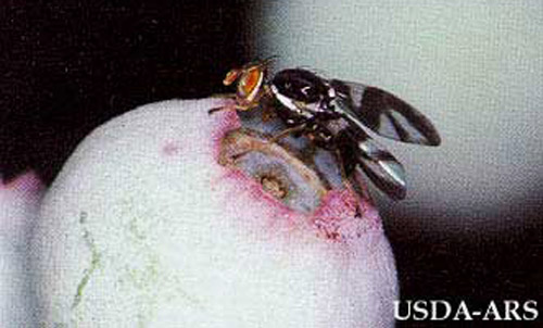 Adult blueberry maggot, Rhagoletis mendax Curran. 