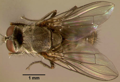 Dorsal view of an adult horn fly, Haematobia irritans irritans (Linnaeus). 