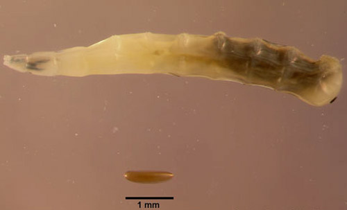 Egg (bottom) and third instar larva (top - head at left) of a horn fly, Haematobia irritans irritans (Linnaeus). 