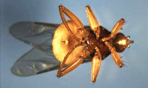 Ventral view of an adult female pigeon louse fly, Pseudolychia canariensis (Macquart). 