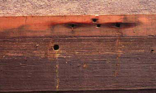 Entry hole drilled into structural wood by a large carpenter bee, Xylocopa sp. 
