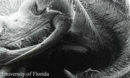 A scanning electron microscope image of an adult male Phengodes sp. "glow- worm," showing mandibles and antenna. 