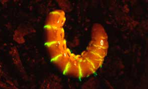 A female Phengodes sp. "glow-worm" glowing. 
