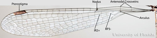 Fore and hind wings of adult lestid damselfly; wing structures of damselflies (after Rehn 2003). 