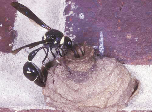 Adult potter wasp, Eumenes fraternus Say. 