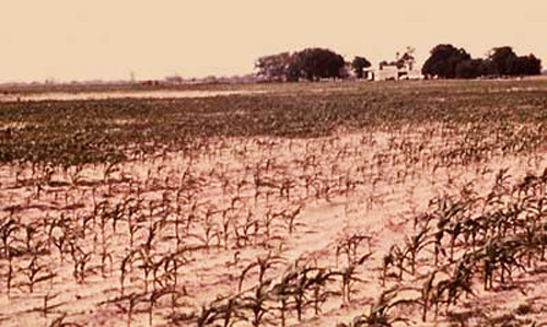 Patches of stunted corn caused by stubby-root nematodes.