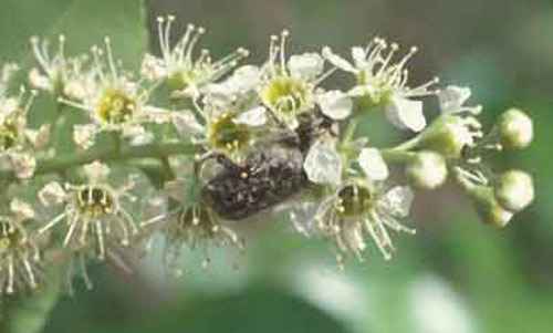 Adult Euphoria sepulcralis (Fabricius), a flower beetle, feeding on black cherry. 