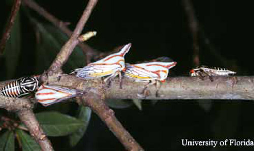 Adult and nymphs of the oak treehopper, Platycotis vittata (Fabricius). 