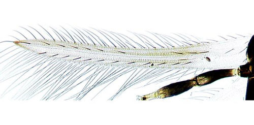Forewing of an adult gladiolus thrips, Thrips simplex (Morison). Note the first vein with about seven setae on the distal half.