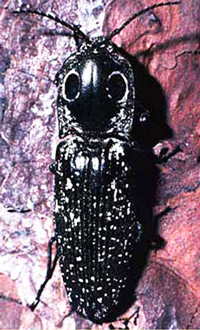 Adults of the click beetles Alaus myops (Fabr.), left, and Alaus oculatus (Linn.), right. 