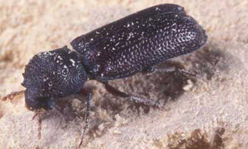 Adult female Heterobostrychus aequalis (Waterhouse), a wood-boring beetle. 