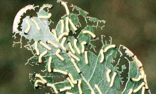Anisota peigleri Riotte caterpillars from an egg mass stay together during the early stages. The small caterpillars, shown here on an oak leaf, consume only the soft portions of the leaf, leaving behind the leaf skeleton. Clusters of caterpillars can be easily located by looking in the vicinity of skeletonized leaves. 