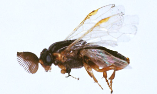 Adult male slash pine sawfly, Neodiprion merkeli Ross.