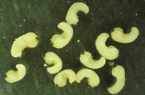 Larvae of southern lyctus beetle, Lyctus planicollis LeConte.