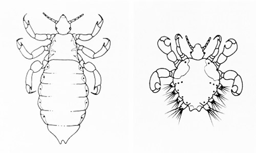 Head louse (left) and crab louse (right)