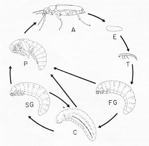 Blister Beetle Life Cycle: A = adult, E = egg, T = first instar or triungulin, FG = first grub phase,