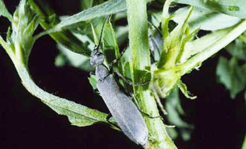Adult Epicauta fabricii (LeConte), the ashgray blister beetle. 