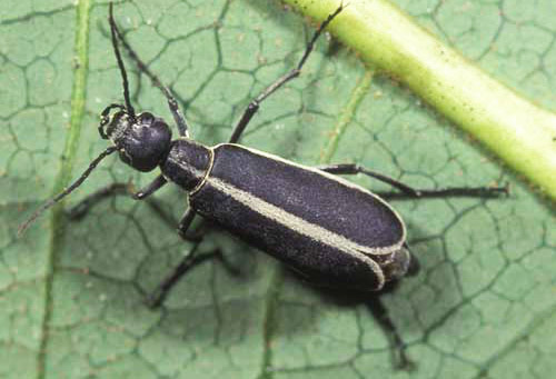 Adult margined blister beetle, Epicauta funebris Horn. 