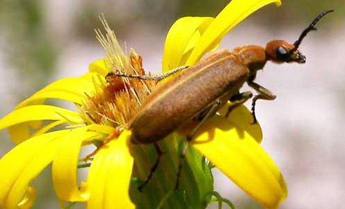 Adult Epicauta stigosa (Gyllenhal), a blister beetle. 