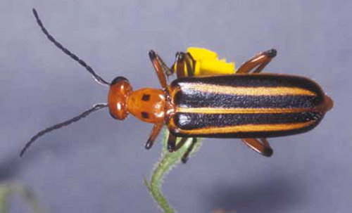 Adult Pyrota lineata (Olivier) a blister beetle. 