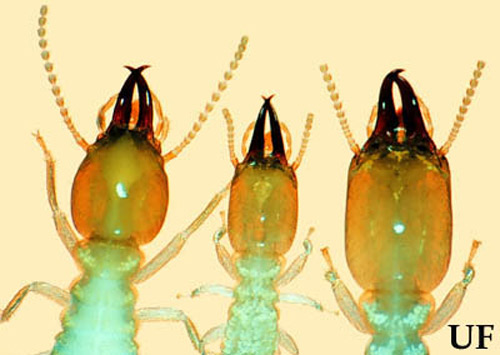 Dorsal views of subterranean termite soldiers. Coptotermes formosanus (left), Heterotermes (center), and Reticulitermes flavipes (right), all from Dade County, Florida. 