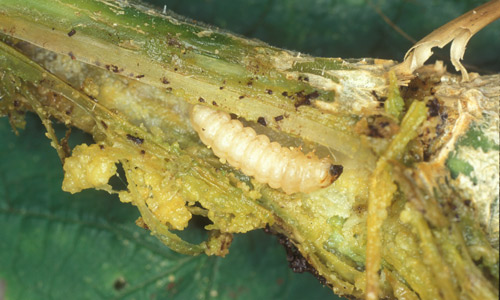 Larva of the squash vine borer, Melittia cucurbitae (Harris).