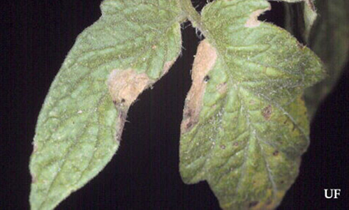 Leaf folding damage to tomato by the tomato pinworm, Keiferia lycopersicella (Walshingham).