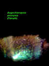 auganogreenfemterga3+4hairsside2.JPG (35182 bytes)
