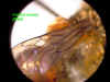cenerrmalewing.JPG (72353 bytes)