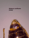 hylconmalegenital2.GIF (349415 bytes)