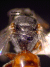 femalethorax.GIF (504660 bytes)