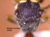 hylornmalescutum2.GIF (503608 bytes)