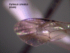 hylornmalewing.GIF (450369 bytes)